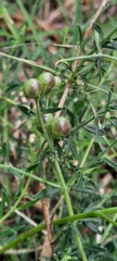 Menodora integrifolia