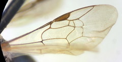 Lasioglossum pseudoplanulum