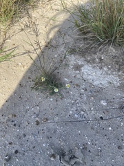 Melampodium cinereum
