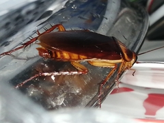 Periplaneta americana image