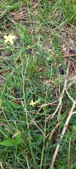 Menodora integrifolia