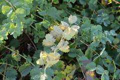 Phragmidium sanguisorbae