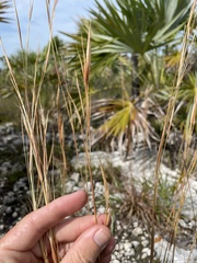 Andropogon longiberbis