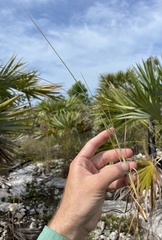 Andropogon longiberbis