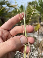 Andropogon longiberbis