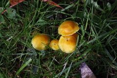 Hygrocybe insipida