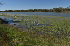 Nymphaea carpentariae