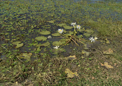 Nymphaea carpentariae