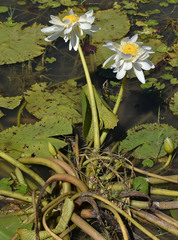 Nymphaea carpentariae