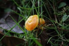 Hygrocybe insipida