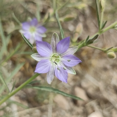 Malesherbia linearifolia
