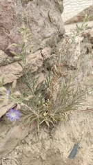 Malesherbia linearifolia