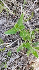 Mentzelia oligosperma