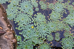 Ludwigia sedoides