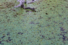 Ludwigia sedoides
