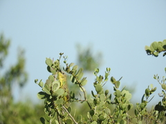 Pseudocolopteryx dinelliana