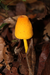 Leucocoprinus brunneoluteus