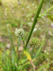 Saniculeae