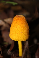 Leucocoprinus brunneoluteus