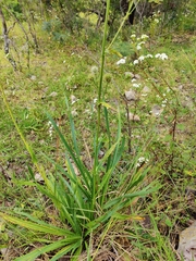 Saniculeae