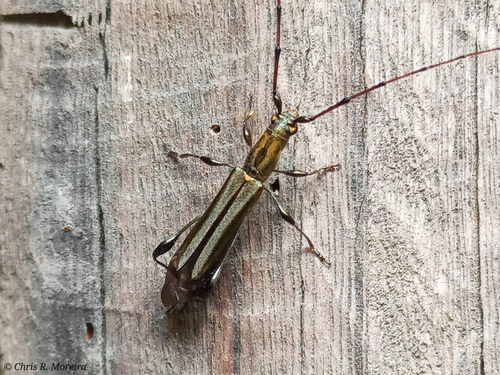 Cycnoderus expeditus