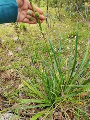 Saniculeae