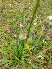 Saniculeae