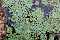 Ludwigia sedoides