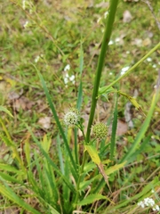 Saniculeae