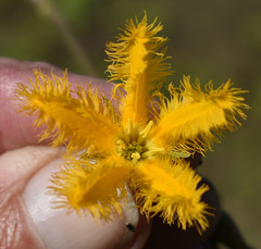 Nymphoides crenata
