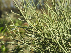 Prosopis sericantha
