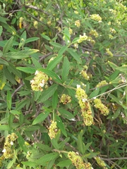 Varronia curassavica