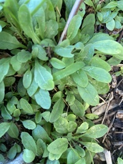 Gaillardia pulchella