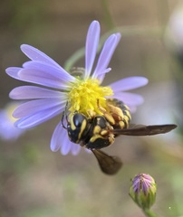 Dianthidium curvatum