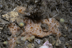 Hemimycale columella
