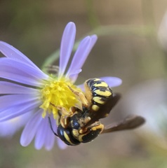 Dianthidium curvatum