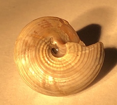 Calliostoma euglyptum