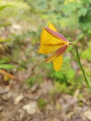 Calochortus balsensis