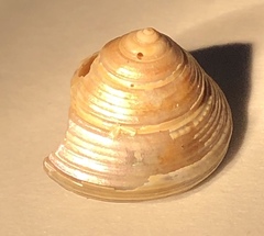 Calliostoma euglyptum