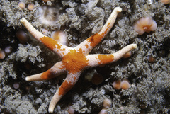 Henricia oculata