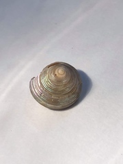 Calliostoma euglyptum