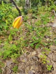 Calochortus balsensis