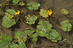 Nymphoides crenata