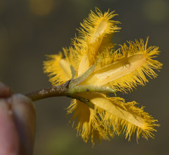Nymphoides crenata