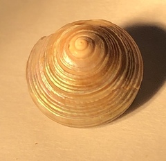 Calliostoma euglyptum