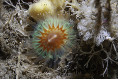 Caryophyllia smithii