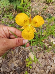 Calochortus balsensis