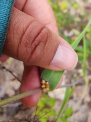 Calochortus balsensis
