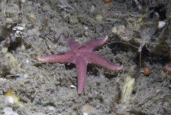 Henricia oculata