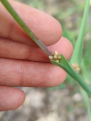 Calochortus balsensis